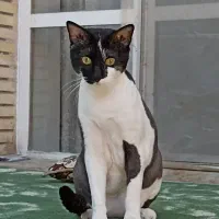 واگذاری گربه