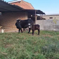 گاو گوساله دار محلی|حیوانات مزرعه|سیمین شهر, |دیوار