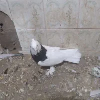 طوقی|پرنده|قم, مهدیه|دیوار