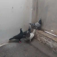 کفتر|پرنده|مشهد, کاظم آباد|دیوار