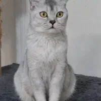 گربه اسکاتیش سیلور