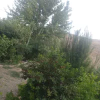 فروش باغ ویلا ۱۰۰۰ متری|فروش خانه و ویلا|تیران, |دیوار