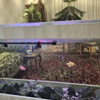 آکواریوم|ماهی|مشهد, هفت تیر (آب و برق)|دیوار