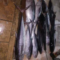 فروش ماهی تازه