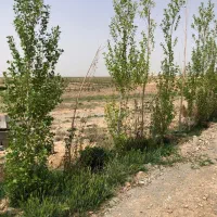 300-زمین-مشاعی-دارای-سند-تک-برگ-کوشک-زر-هشتگرد