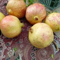 محصولات طارم|عمده‌فروشی|زنجان, |دیوار