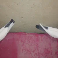 کبوتر دم سبز و سینه سیاه