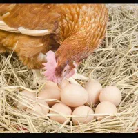 تخم مرغ محلی