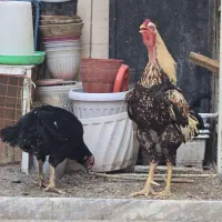 مرغ و خروس لاری