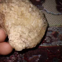 فسیل وسنگ|کلکسیون اشیاء عتیقه|گرگان, |دیوار