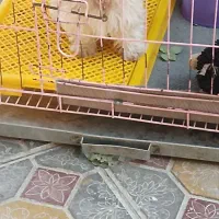 سگ نر باهوش 5 ماهه|سگ|مرند, |دیوار