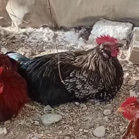 منجیل آباد خروس گلین و خروس محلی