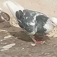 معاوضه با قناری نر