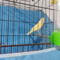 قناری نر مست مست