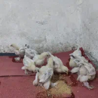 فروشه جوجه برهما از یک روزه تا 40روزه