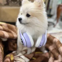 پامر نر خرسی