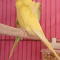 مرغ عشق پروانه ای،سهره،قناری|پرنده|مشهد, کوی ولیعصر|دیوار