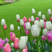 کلیه خدمات باغبانی پذیرفته میشود|خدمات باغبانی و درختکاری|رشت, پل تالشان|دیوار