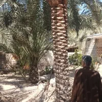 میفرستم ازرامشیر