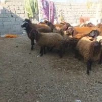 بزغاله وبره