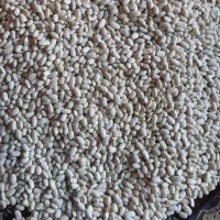 لوبیاسفید|خوردنی و آشامیدنی|اشترینان, |دیوار