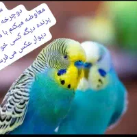 مرغ عشق کار داده