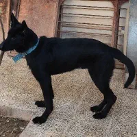 توله ژرمن شپرد بلک