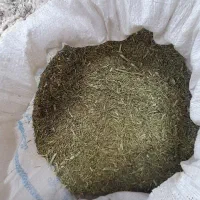 فروش خارشتر سبز