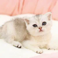 گربه اسکاتیش سیلور