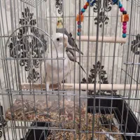 پرنده عروس هلندی