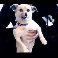 پاکوتاه تمیز و اروم