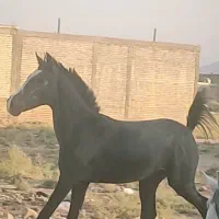 کره نریان از آرشا کیانی|اسب و تجهیزات اسب‌سواری|شیراز, جرسقان|دیوار