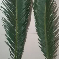 شاخه سیکاس برای گل فروشی و مجالسی|گل و گیاه طبیعی|قائم‌شهر, |دیوار