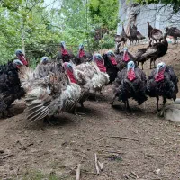 بوقلمون نر و تخم نطفه دار بوقلمون