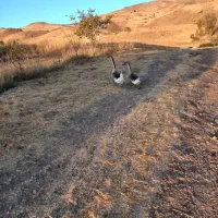 قو غاز نرماده|حیوانات مزرعه|خلخال, |دیوار