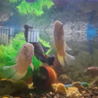 ماهی گوشت خوار|ماهی|خرمآباد, |دیوار