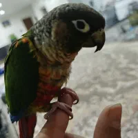 گرینچیک|پرنده|نسیم‌شهر, |دیوار