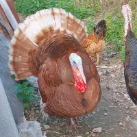 دو عدد بوقلمون