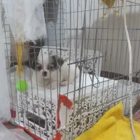 سگ نژاد کوچک