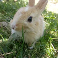 واگذاری رایگان خرگوش ماده|موش و خرگوش|فلاورجان, |دیوار