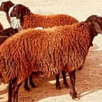 بره پرواری برای قربونی