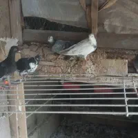 فروش تعدادی کبوتر