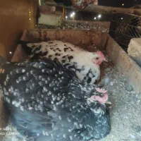 مرغ و خروس بهمراه جوجه