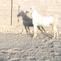 مادیان و کره مادیان|اسب و تجهیزات اسبسواری|صحنه, |دیوار