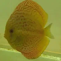 سالن پرورش دیسکس زاگرس