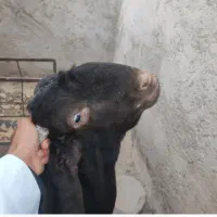 پاچن پنجاپ دو رگ