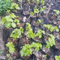 انگور مویز بیدانه(مَویز بدون هسته)