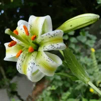 کد معرف بلو