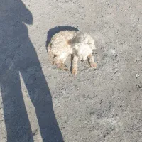 توله تریر باهوش و حرف گوش کن