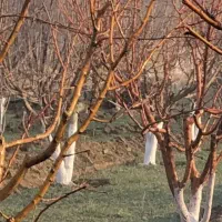 هرس درخت|خدمات باغبانی و درختکاری|بروجرد, |دیوار